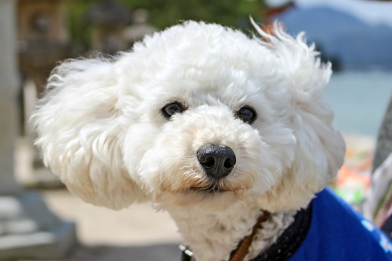 closeup of a bolognese dog wearing a blue shirt