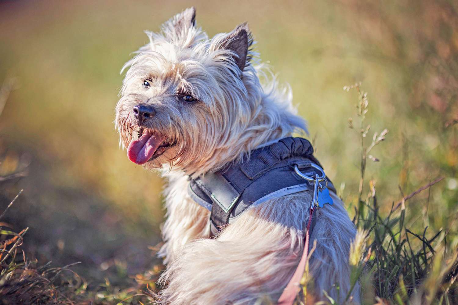 hiking  Cairn terrier wearing a harness sitting in long grass looking back at camera with her tongue out