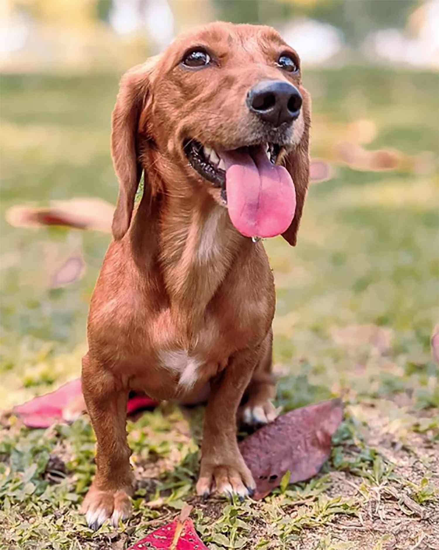 brown beagle dachshund mix with a dachshund body standing with its tongue out