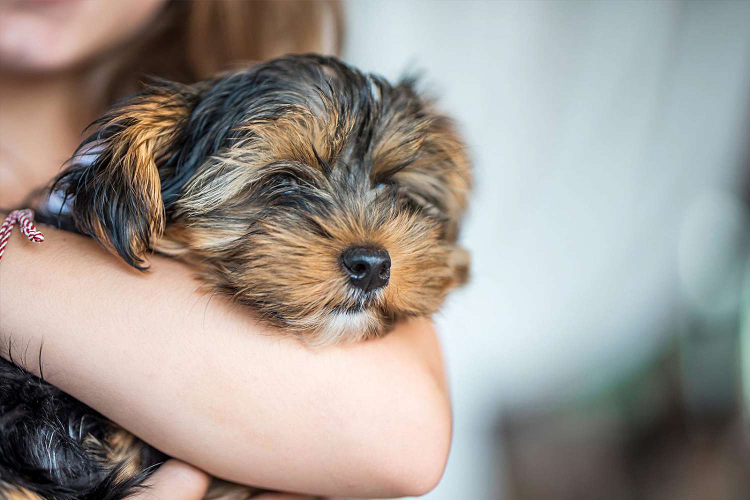 brown and black yorkshire terrier puppy in girls arms