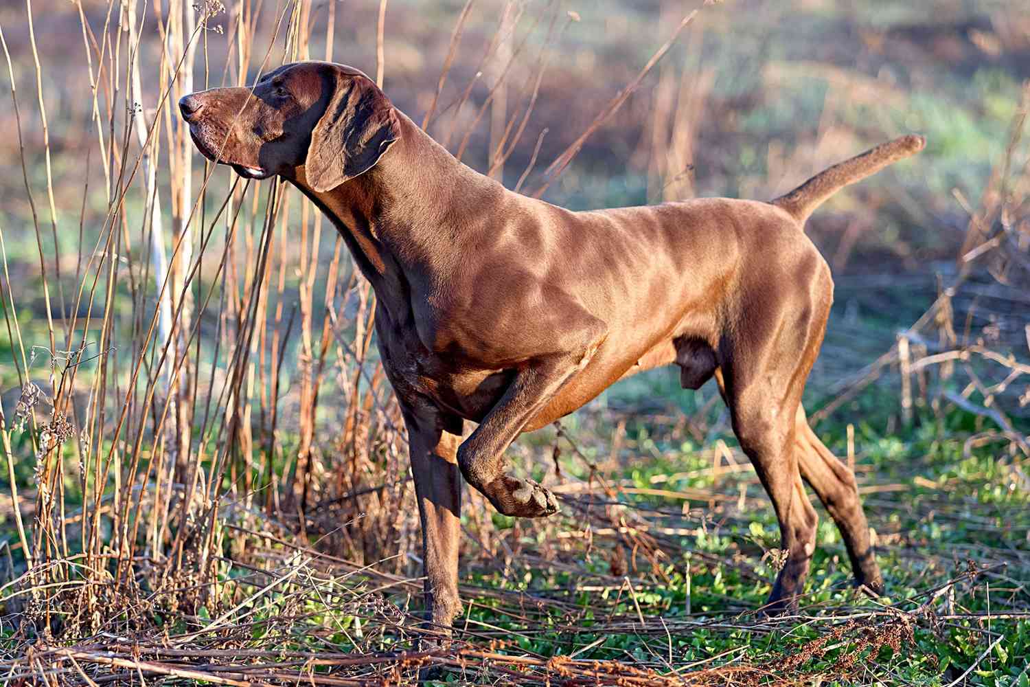 brown german shorthaired pointer on point hunting in a field