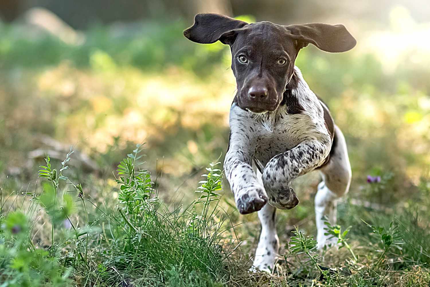 german shorthaired pointer puppy running through grass