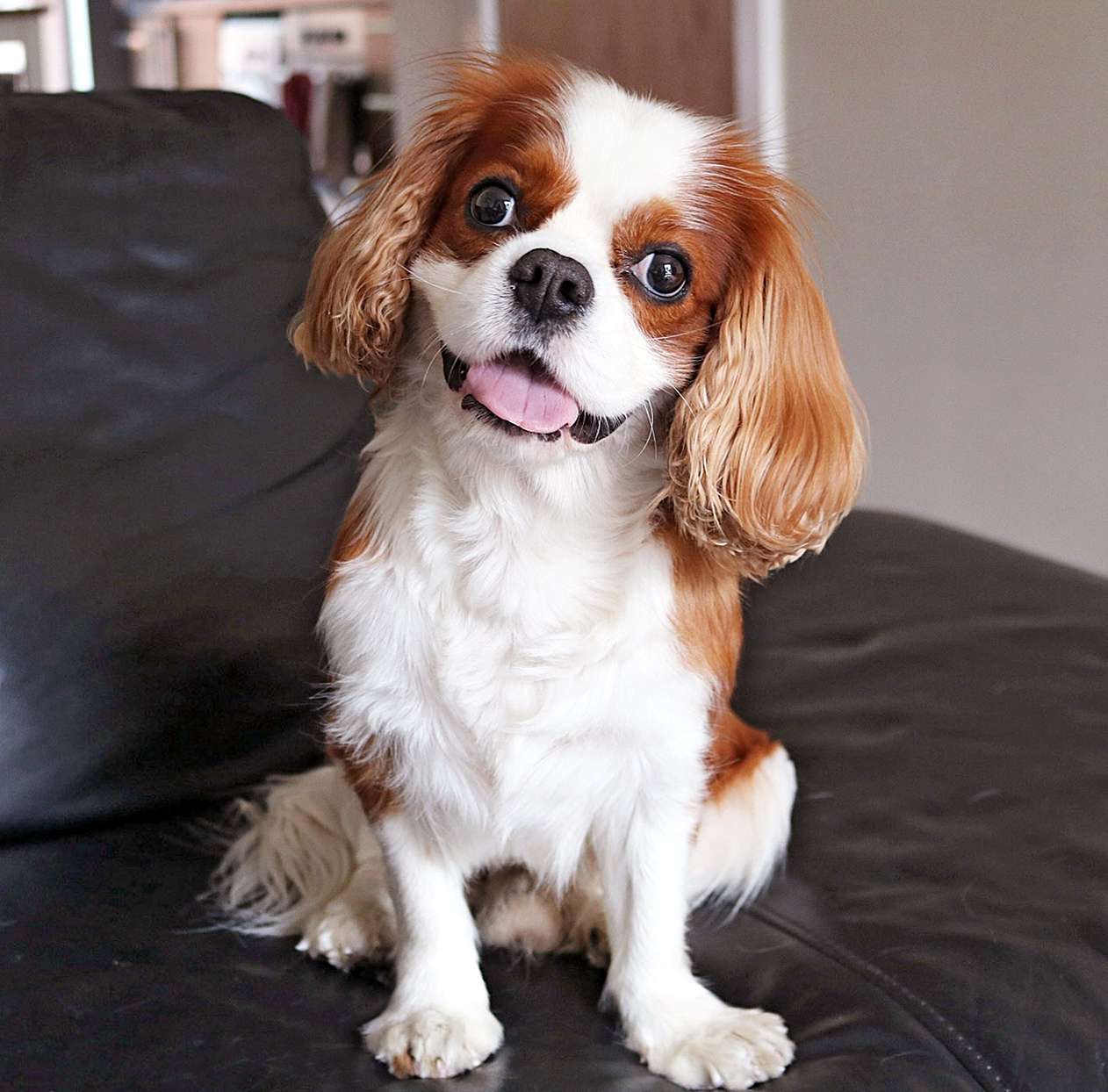 Close-Up Portrait Of Cavalier King Charles Spaniel Relaxing On Sofa At Home