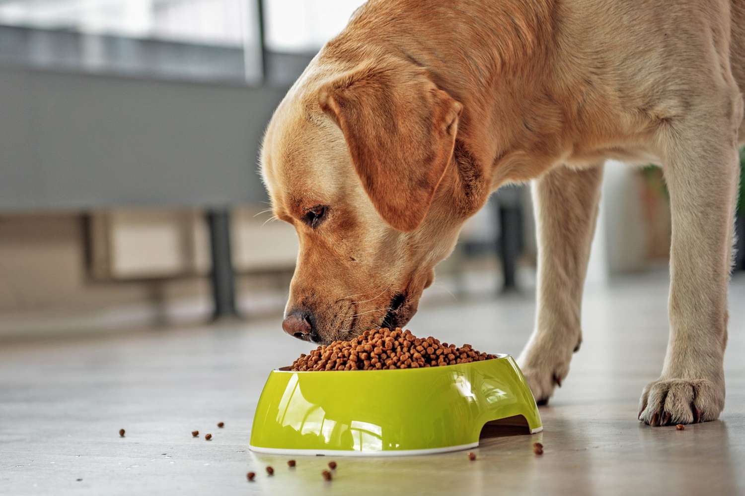 dog eating from food bowl
