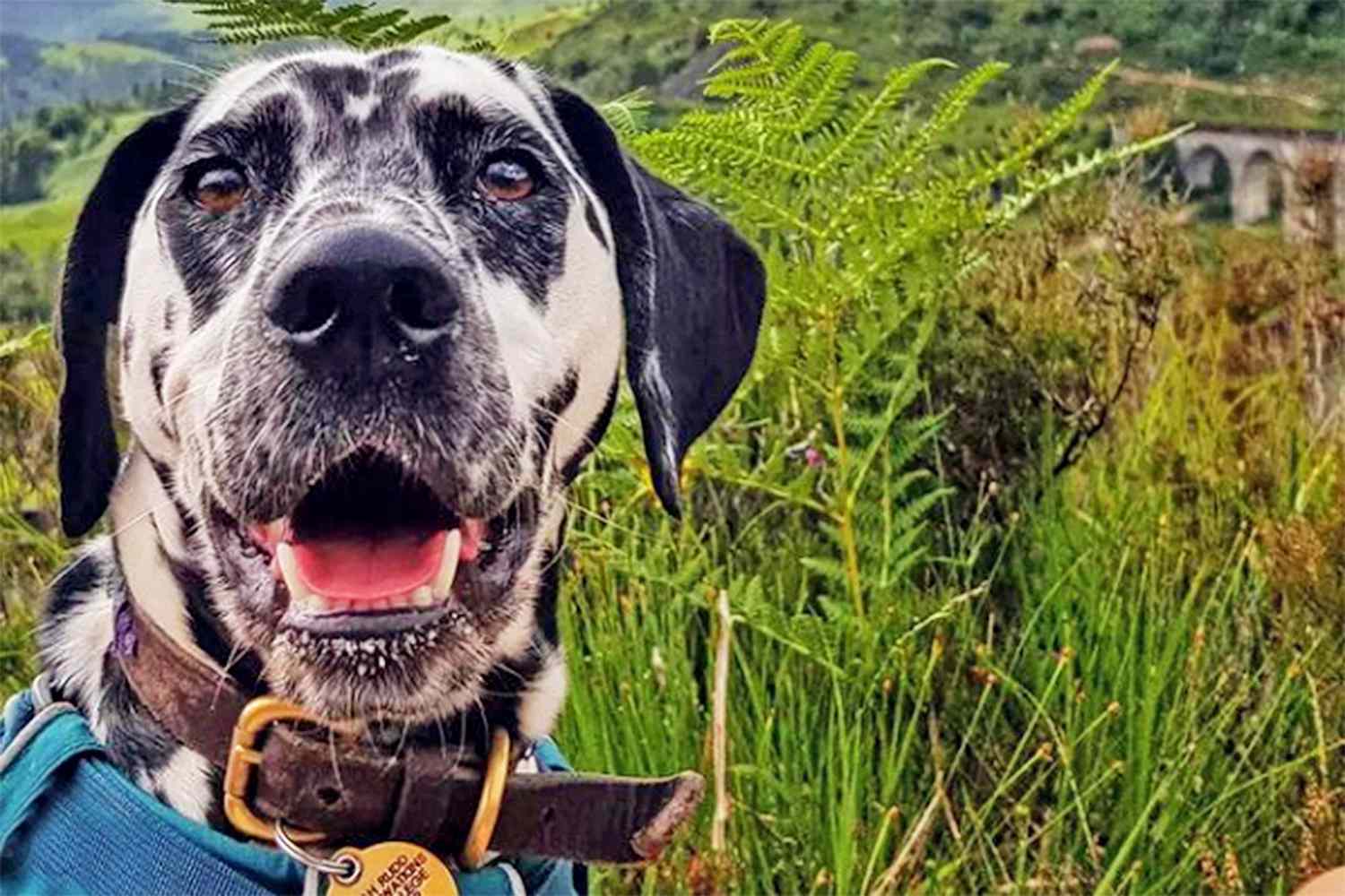dog smiling for selfie