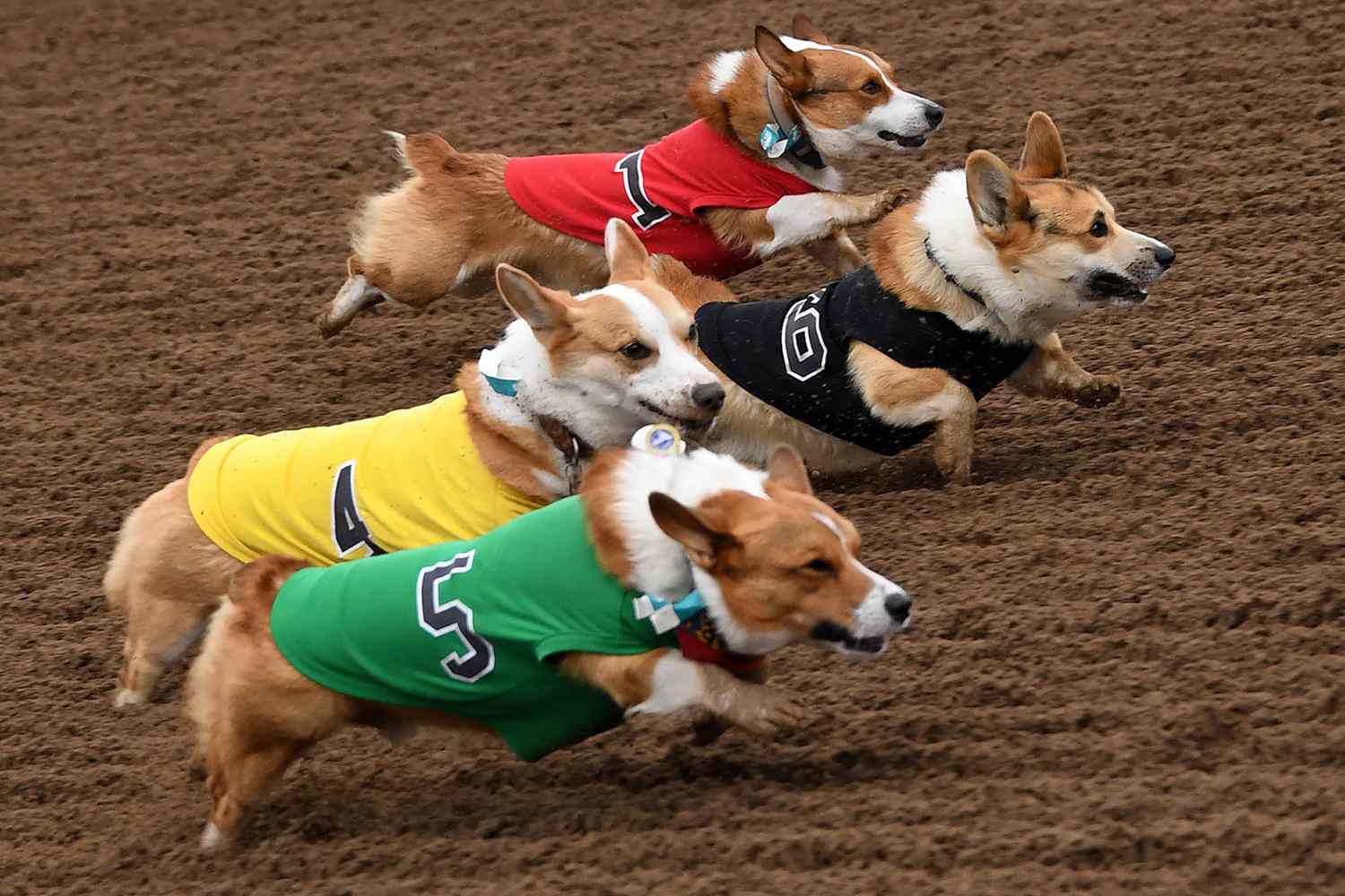corgis racing on a race track