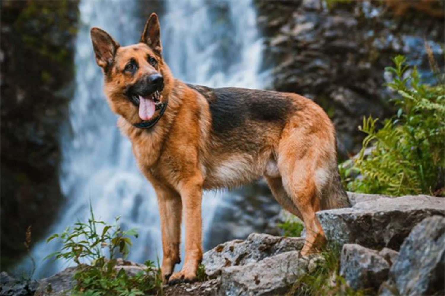 14 Adorable Pictures of German Shepherds To Brighten Your Day | Daily Paws
