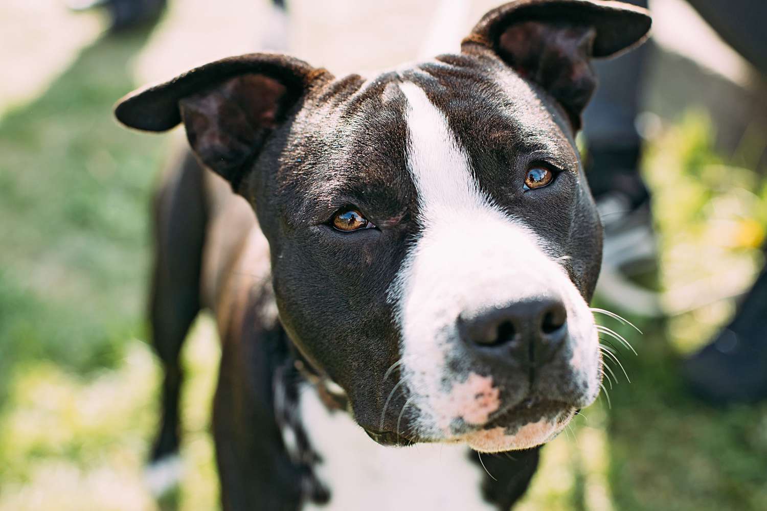 closeup of a black and white american stafford terrier with brown eyes looking at the camera