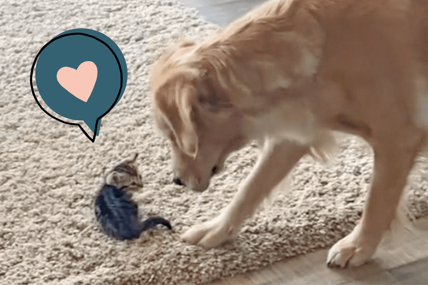 dog meets kitten tiktok