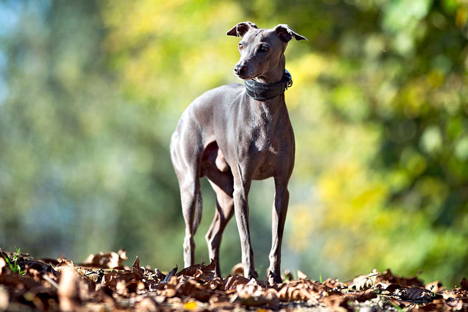 italian greyhound wearing a thick collar standing in fall leaves outside
