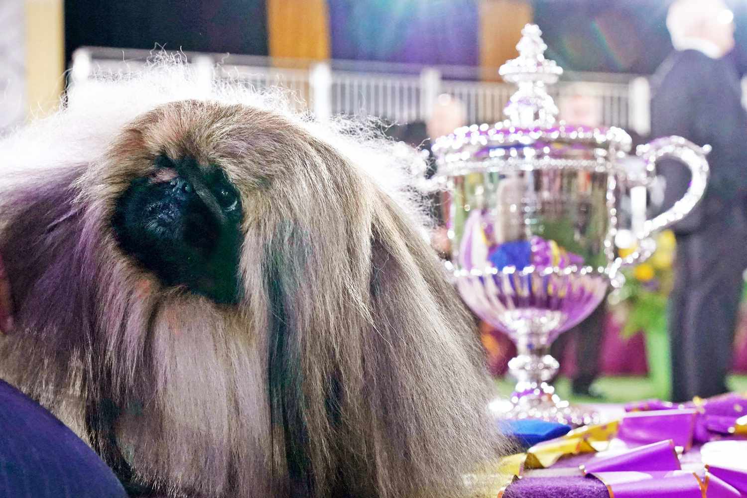 2021 Westminster Dog Show winner Wasabi the Pekingese