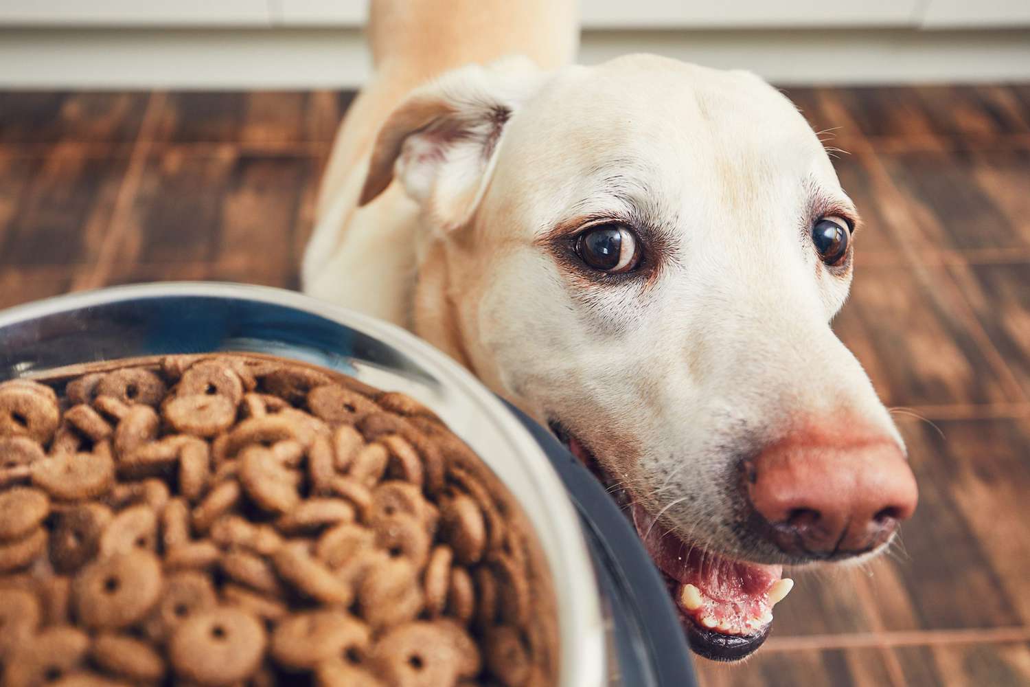 dog with food bowl and news about recall