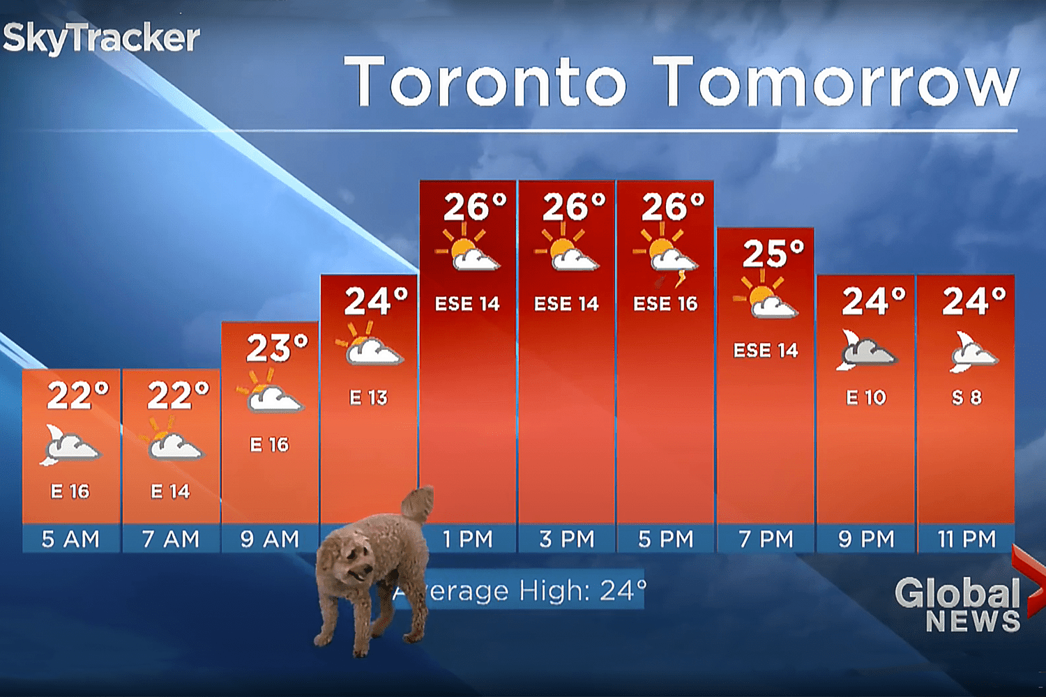 Toronto weatherman's dog interrupts forecast