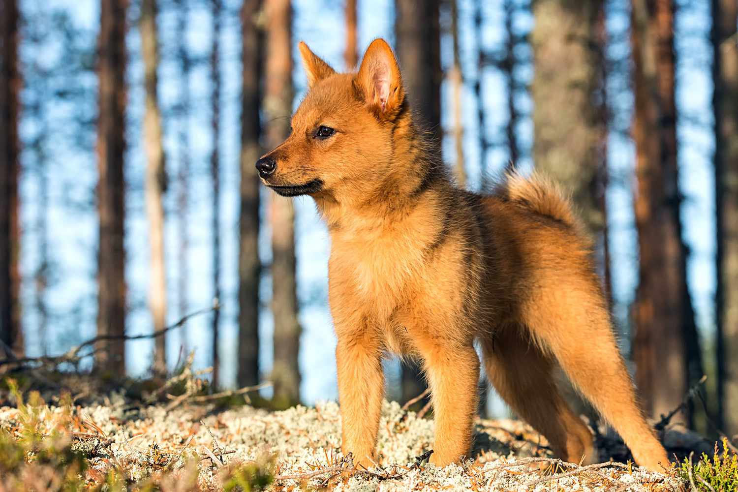 finnish spitz puppy standing in a forest
