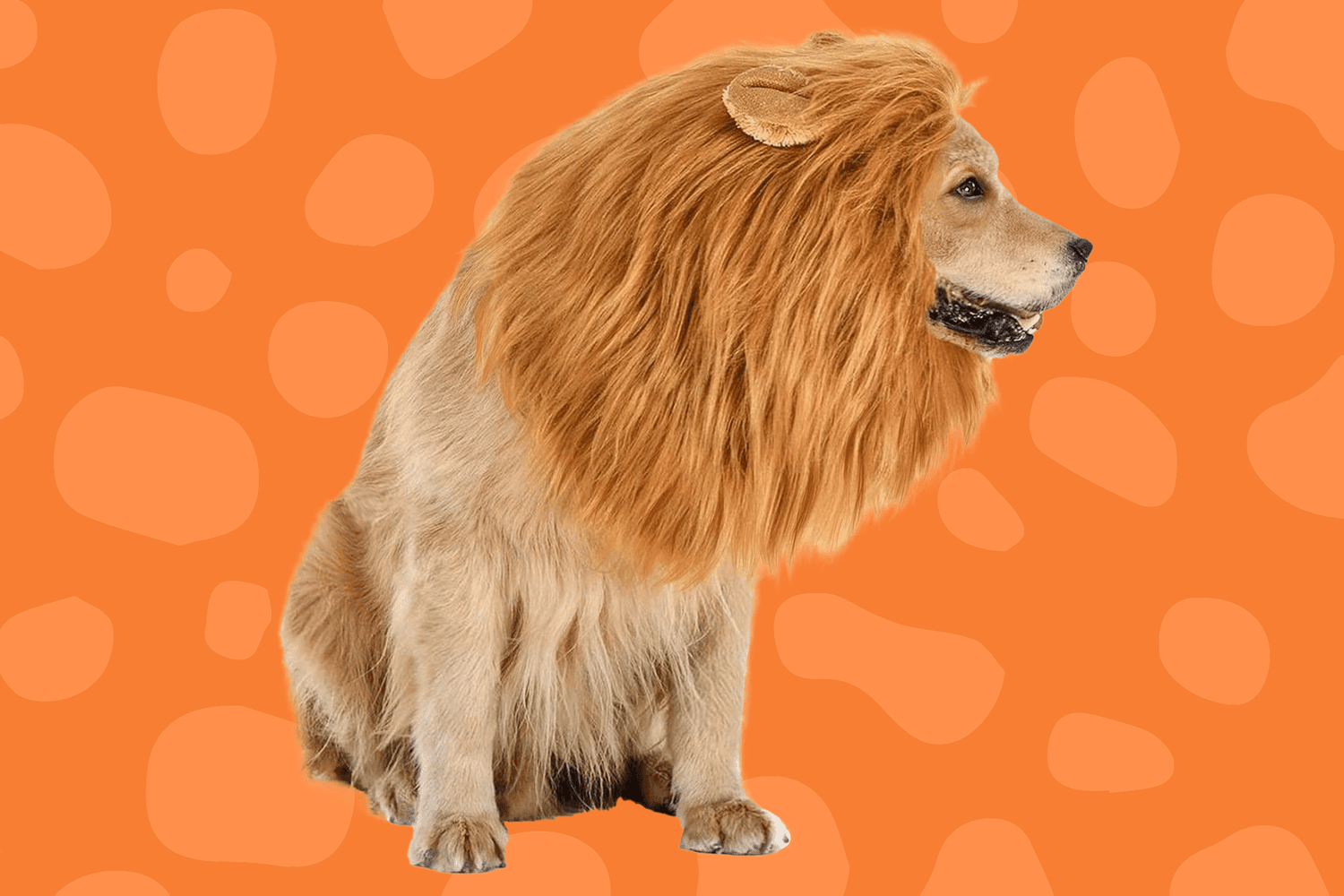 dog wearing funny lion costume