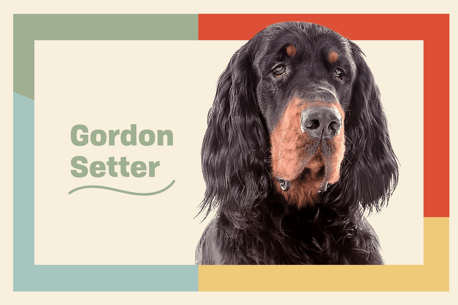 gordon setter dog breed profile treatment