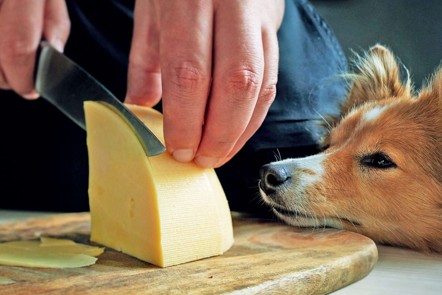 dog staring at a block of cheese