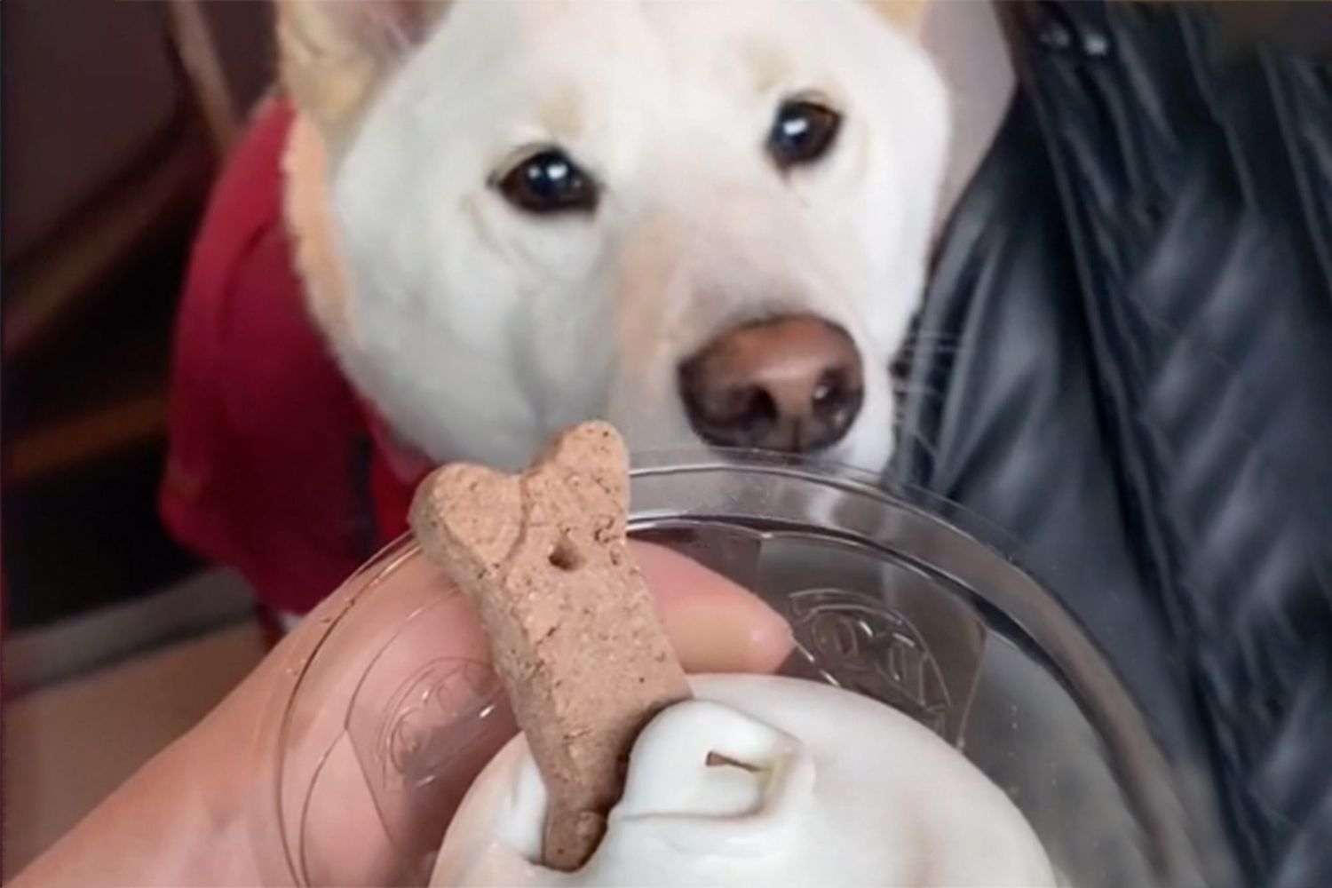 Dog eating ice cream from the Dairy Queen secret dog menu