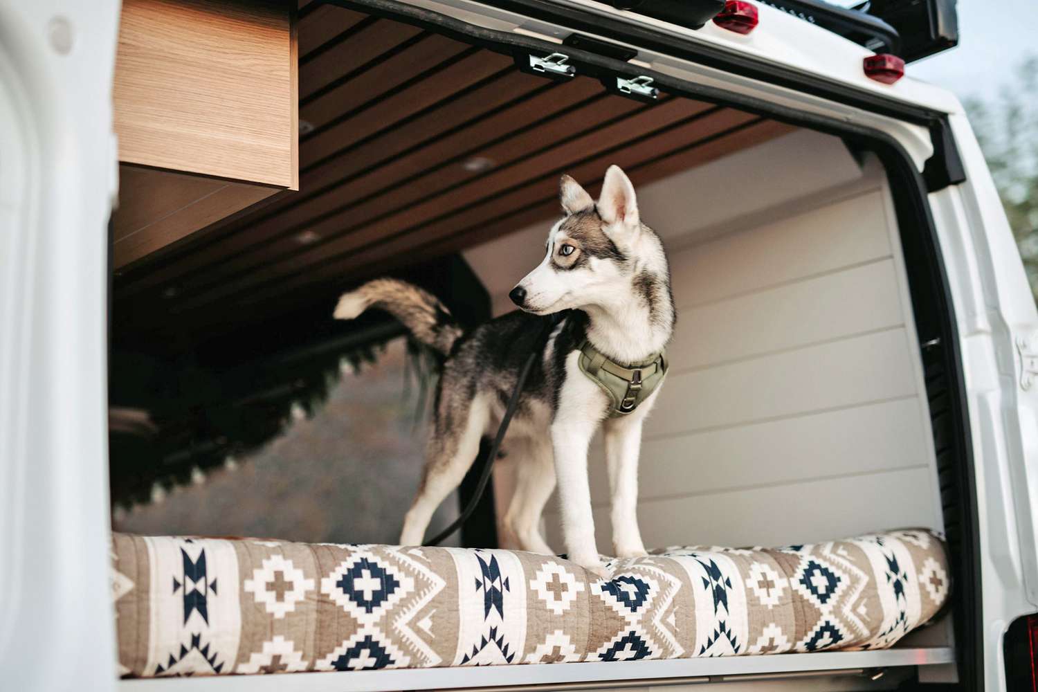 husky puppy on a van life adventure in the back of the vehicle standing on a mattress