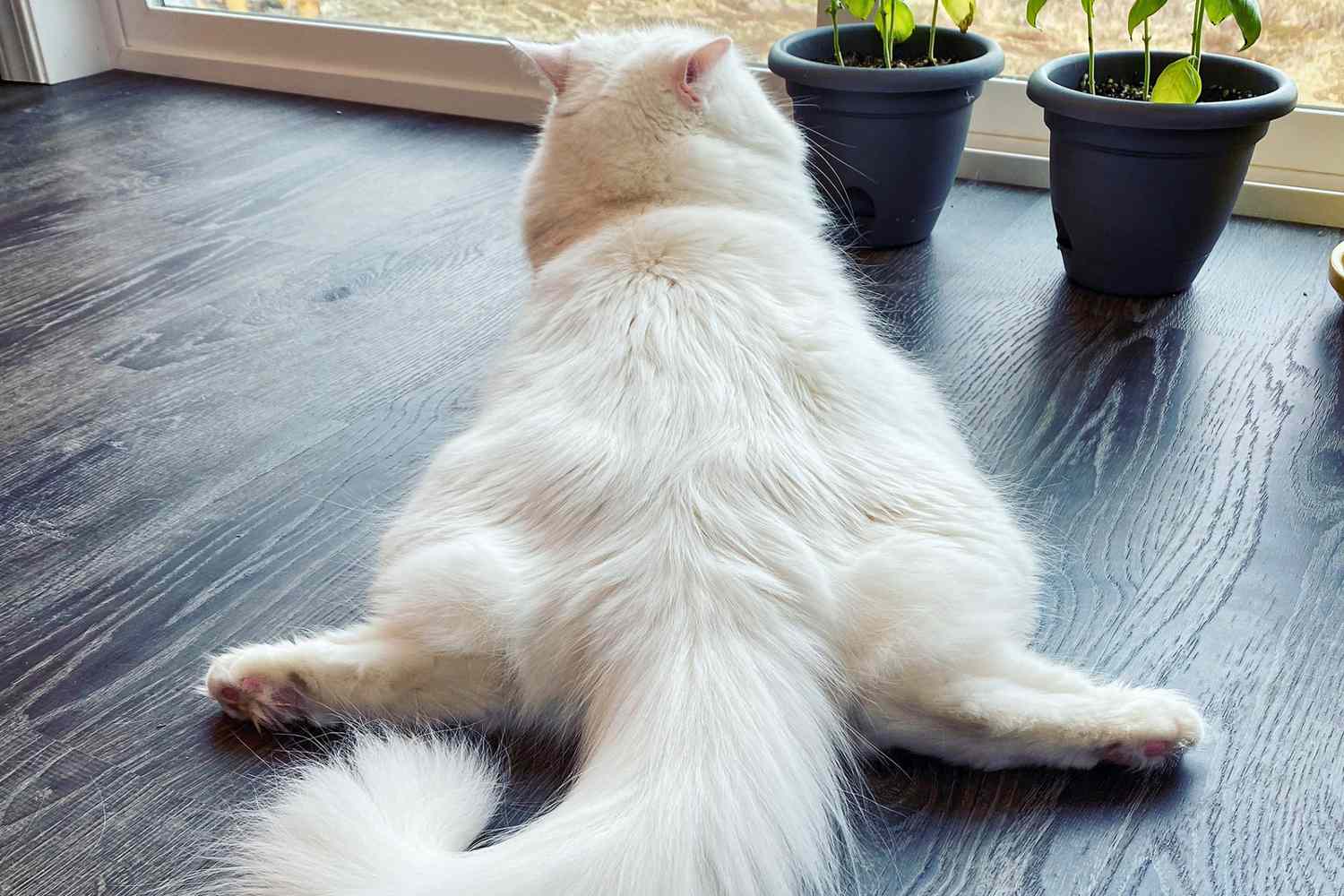 cat laying on floor in a sploot postion