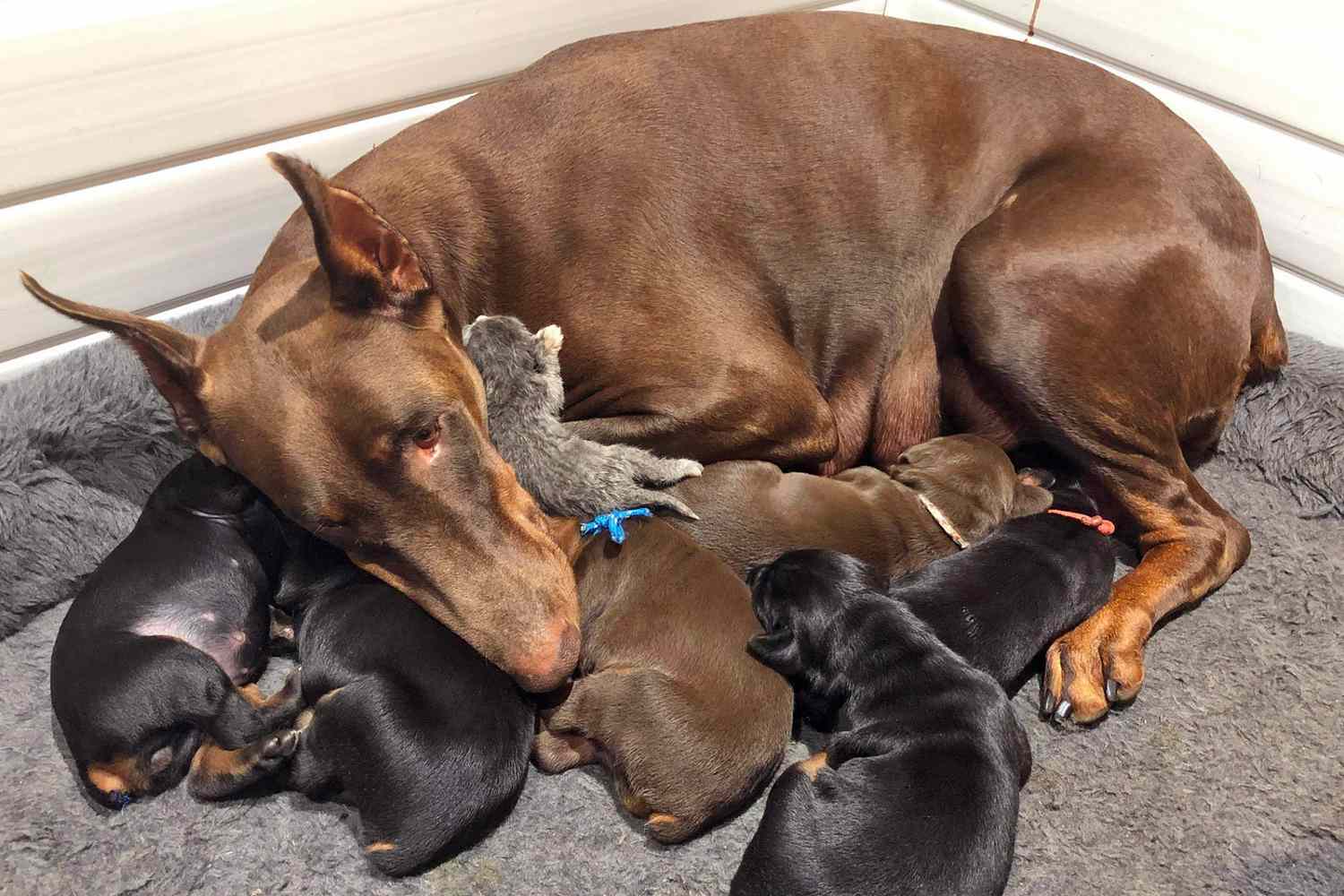 doberman dog mama snuggles with her litter as well as a stray newborn kitten and cares for it as her own