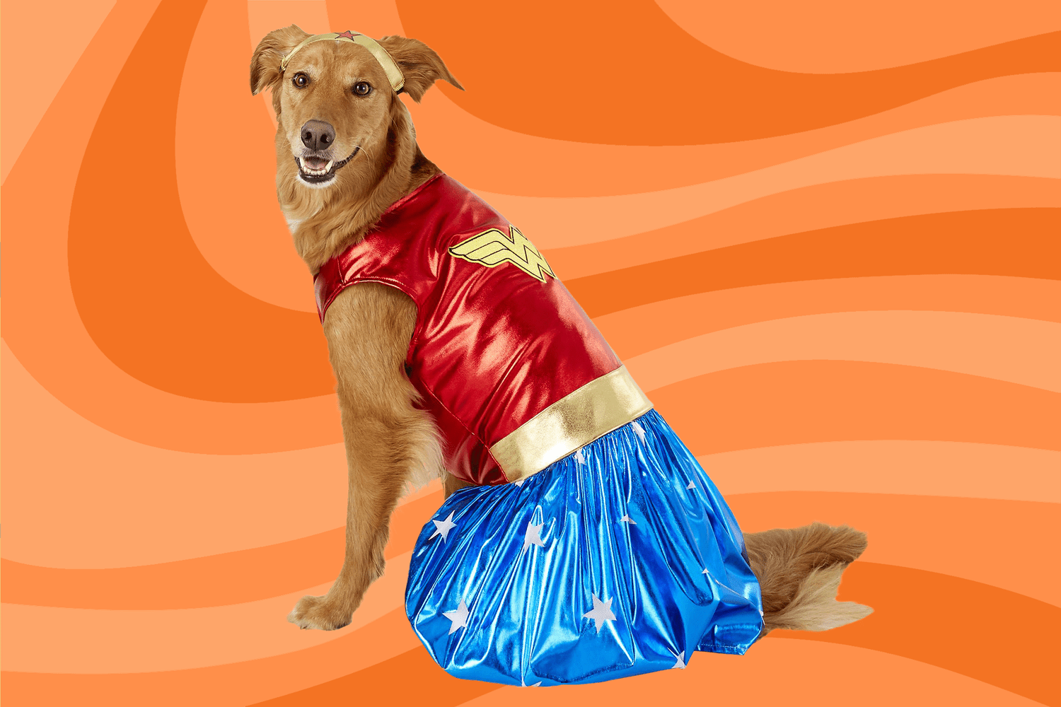 large dog wearing a Wonder Woman Halloween costume on an orange background