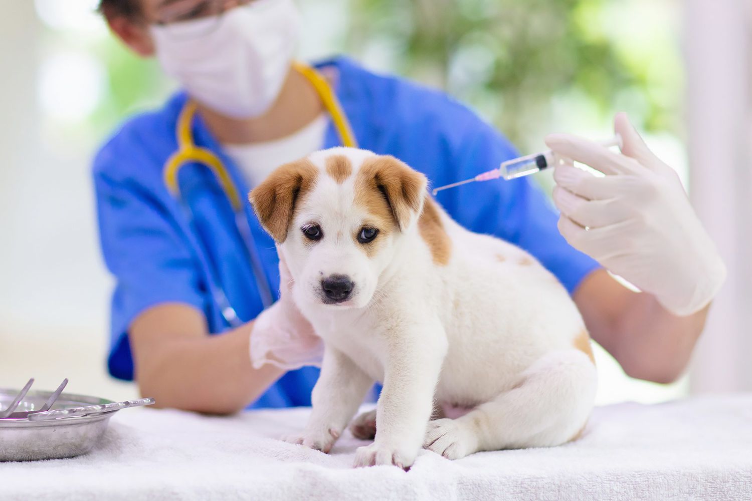 image?url=https%3A%2F%2Fstatic.onecms.io%2Fwp content%2Fuploads%2Fsites%2F47%2F2021%2F09%2F14%2Frabies vaccine for dogs 1276909247 2000