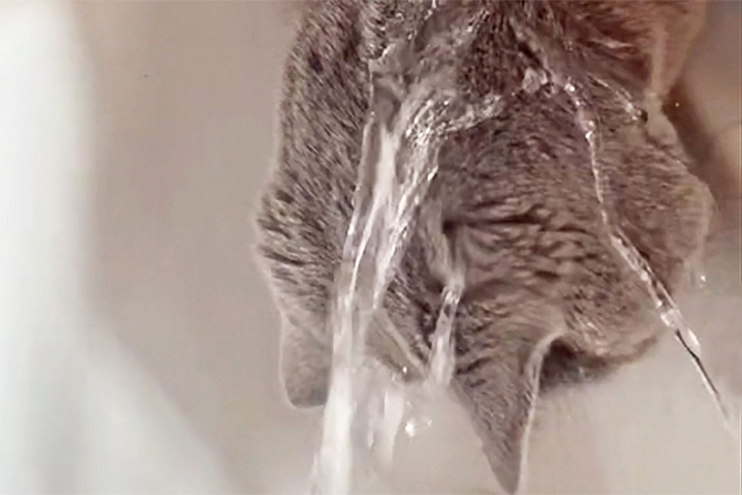 cat with his head under running water