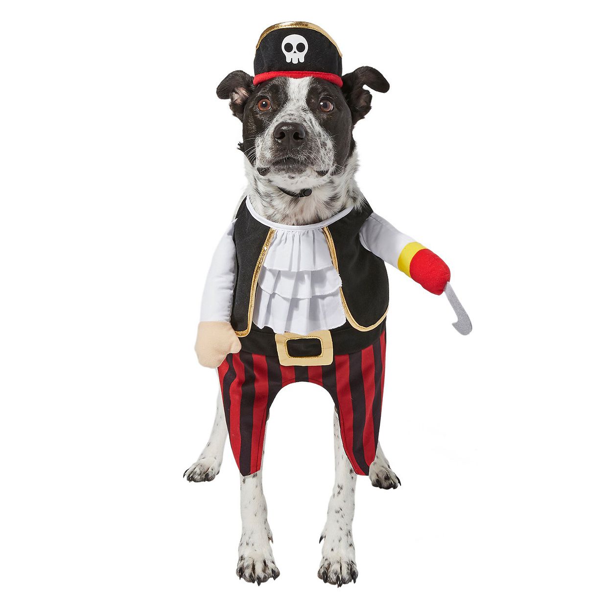 Dog wearing a Frisco Front Walking Pirate Dog & Cat Costume on a white background