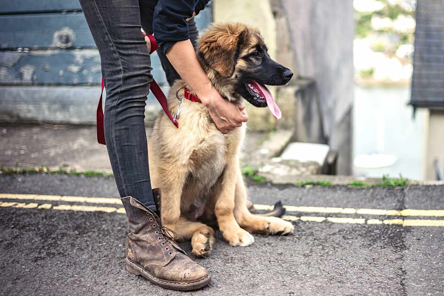 owner wearing black jeans petting their leonberger puppy on a street