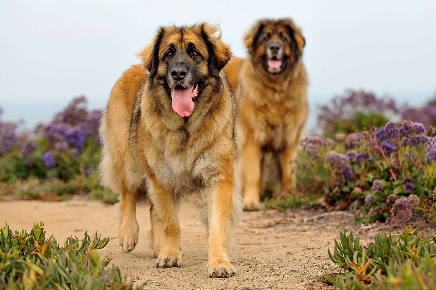 two leonberger dogs walking through a sandy trail between bushes of purple flowers