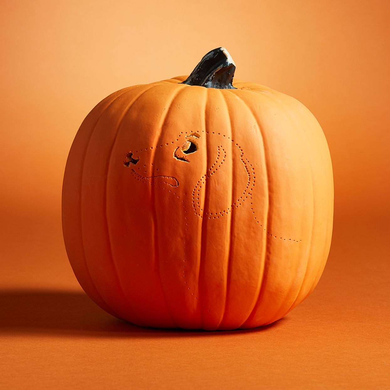 Dachshund pumpkin carving partially complete pumpkin on an orange background