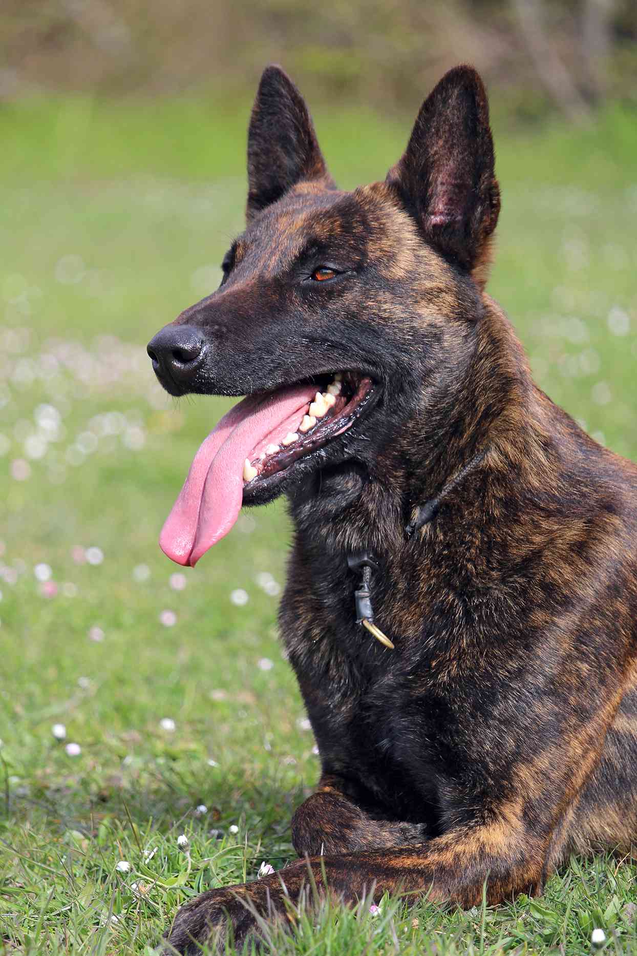 portrait of a dutch shepherd lying in grass with her tongue out