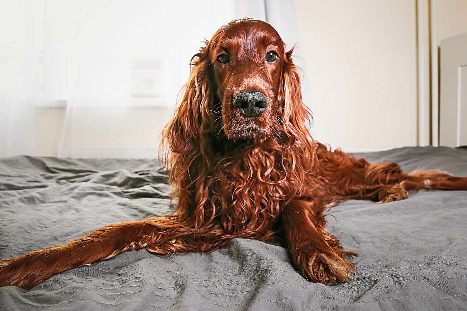 irish setter dog lying on bed on grey sheets