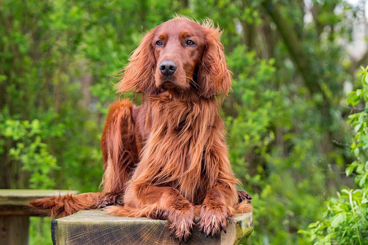 irish setter lying on wooden fence with green trees in the background