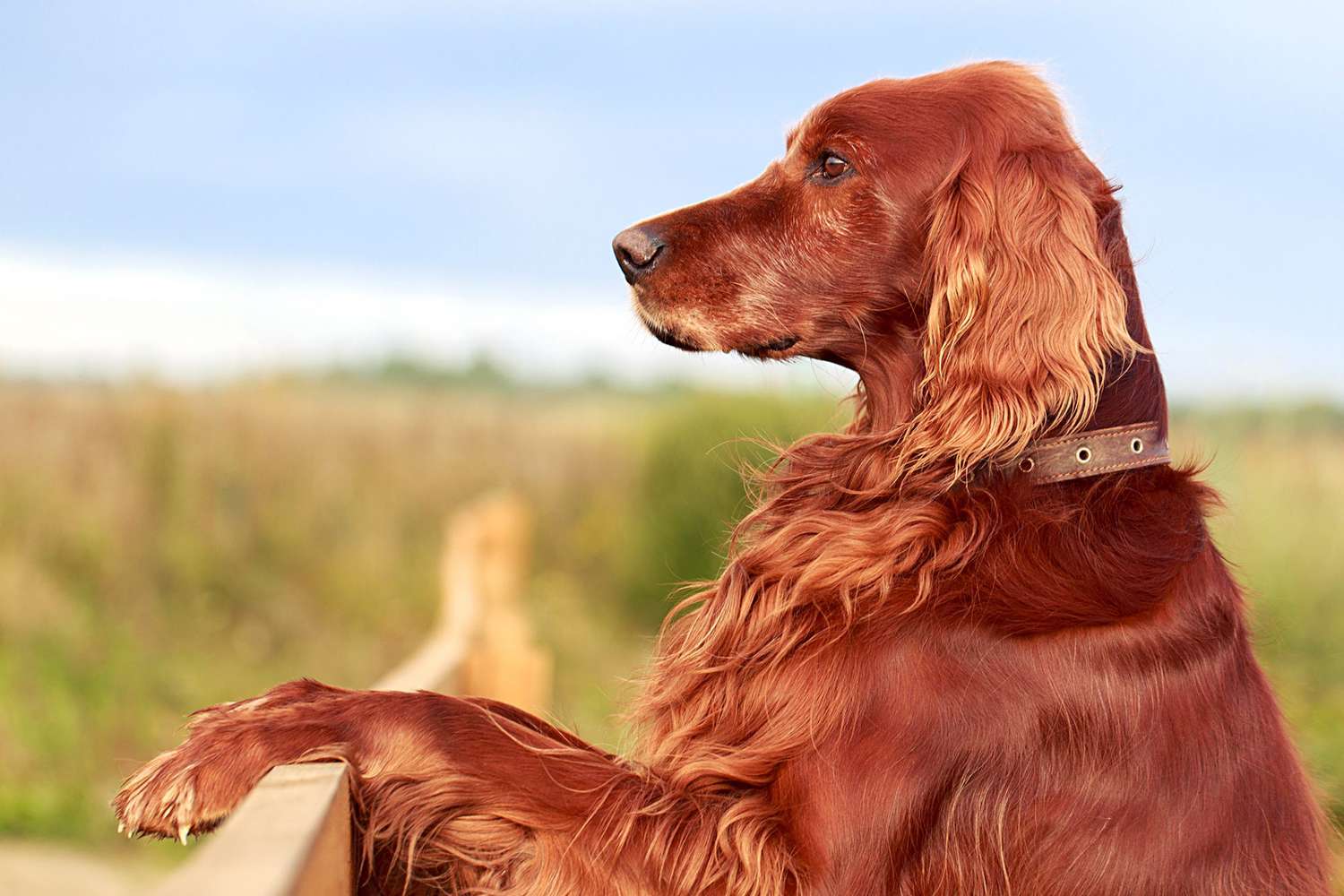 irish setter standing in a field with his paws on a wooden fence