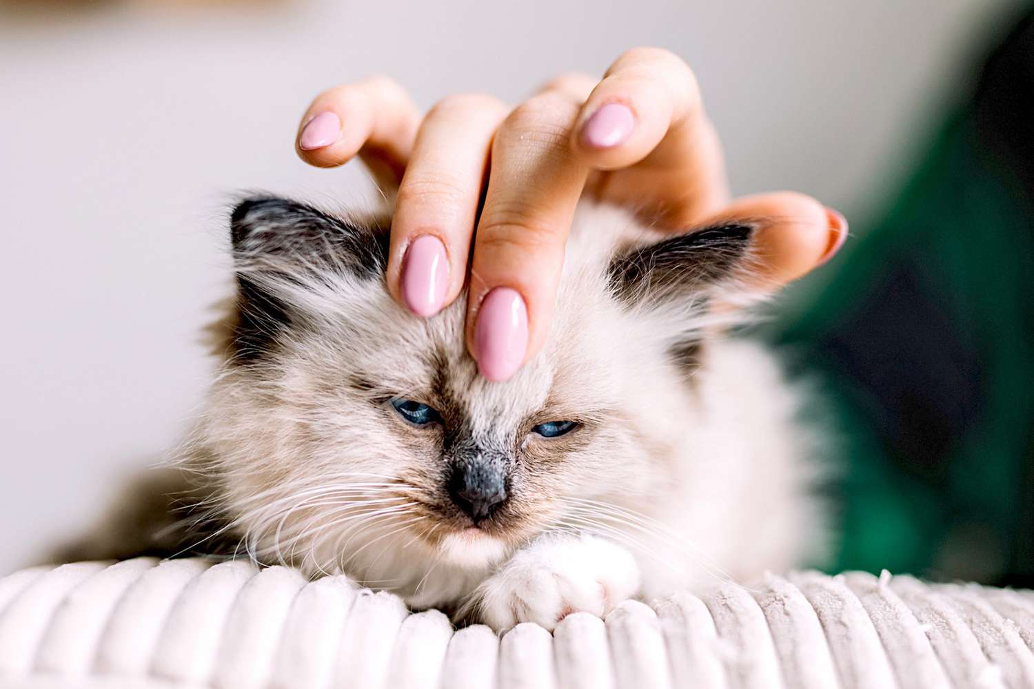 woman with pink painted nails petting her tiny ragdoll kitten on the head