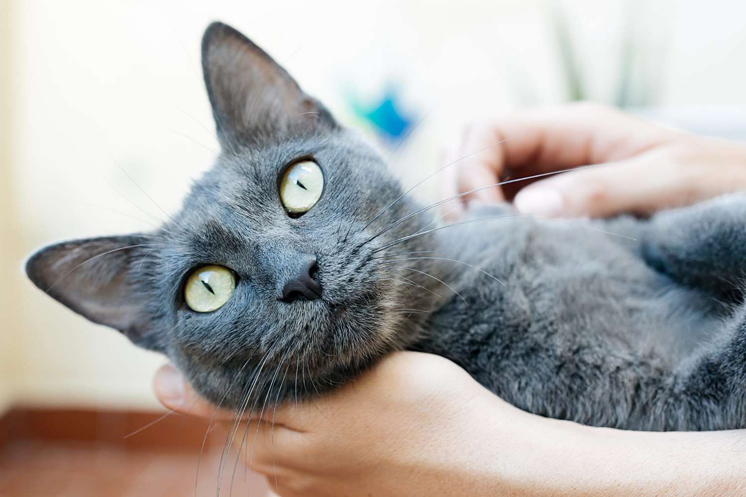 russian blue lying in owners hands looking at the camera