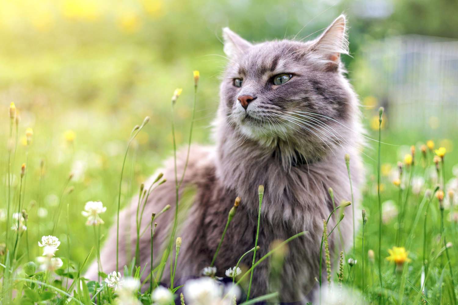 siberian cat siting in a wild flower field