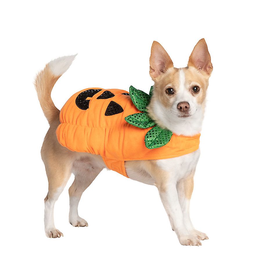 Dog wearing a Thrills & Chills™ Halloween Pumpkin Dog & Cat Costume on a white background