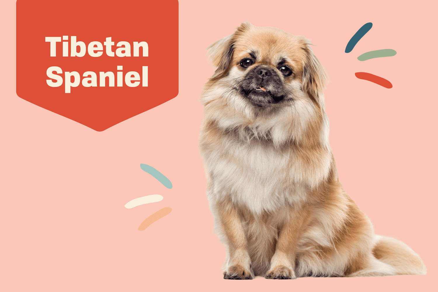 Tibetan Spaniel Dog Breed Information and Characteristics | Daily Paws