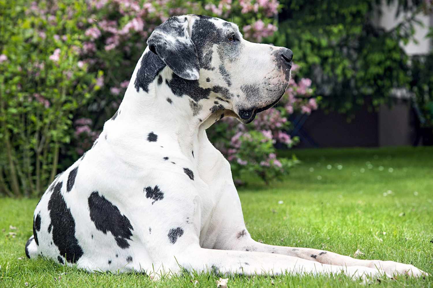 black and white harlequin great dane lying in grass
