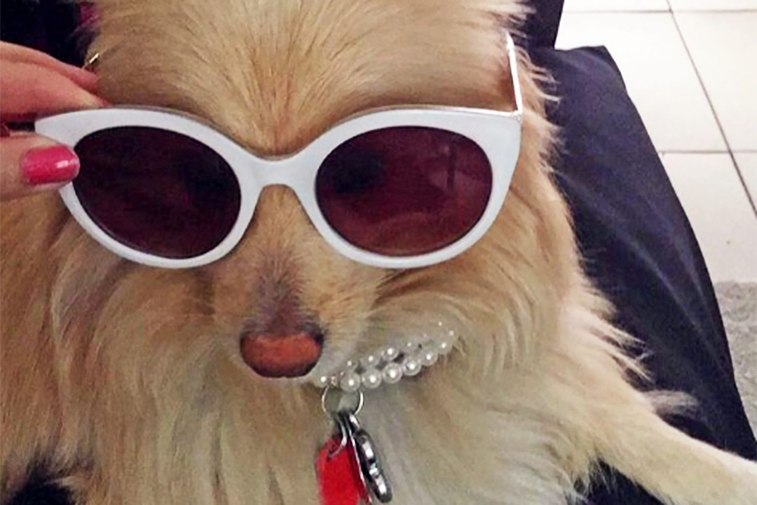 Sammy the Pomeranian posing in pearls and sunglasses for Instagram
