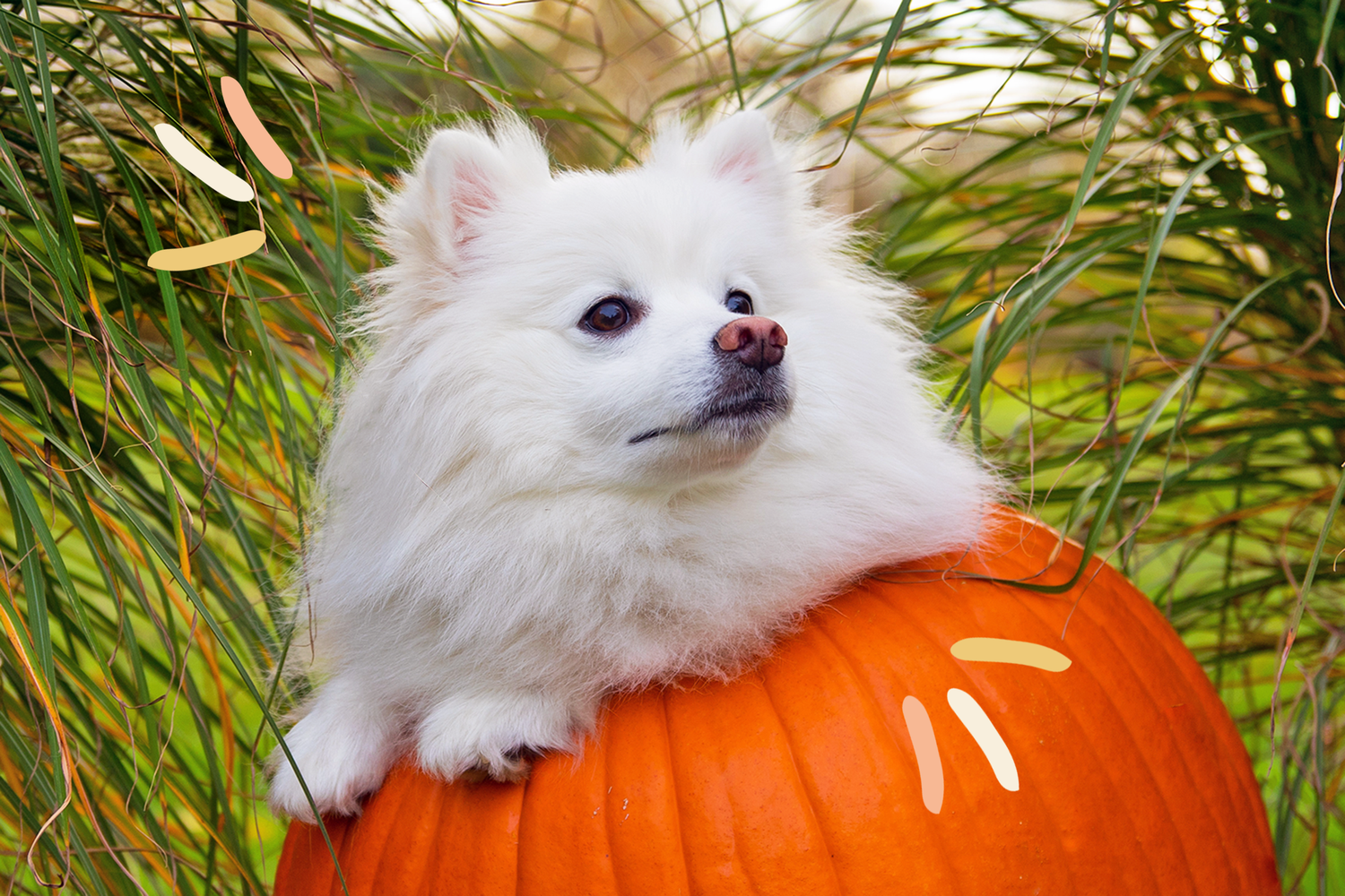 dog in pumpkin