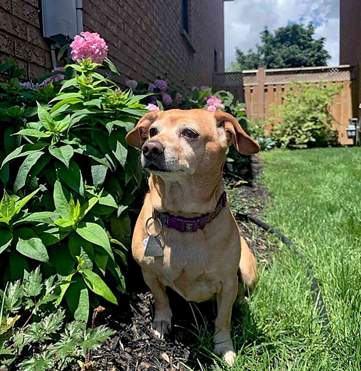 chihuahua dachshund mix with a dachshund body sitting near plants outside