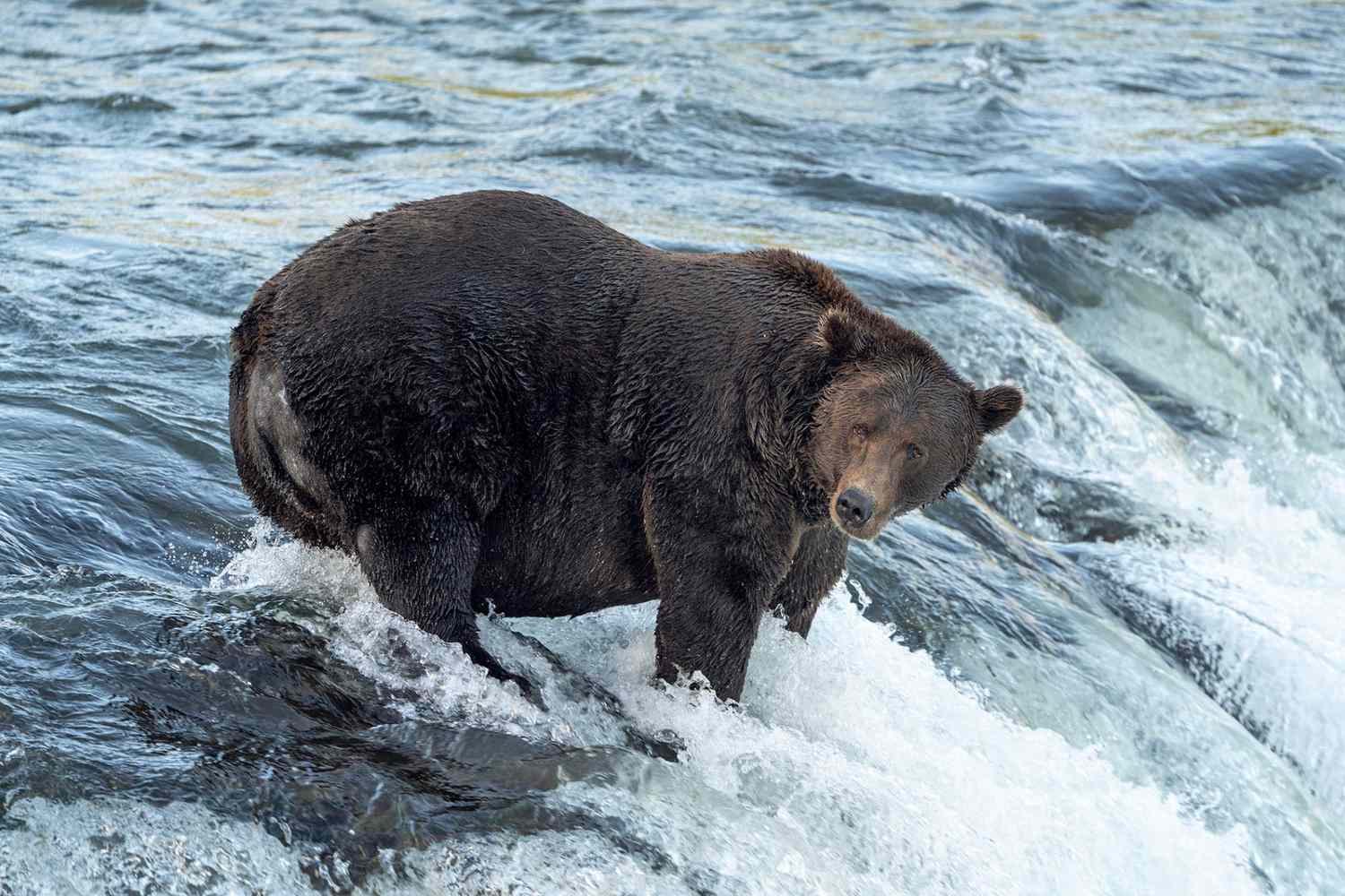 fat bear in rushing waters