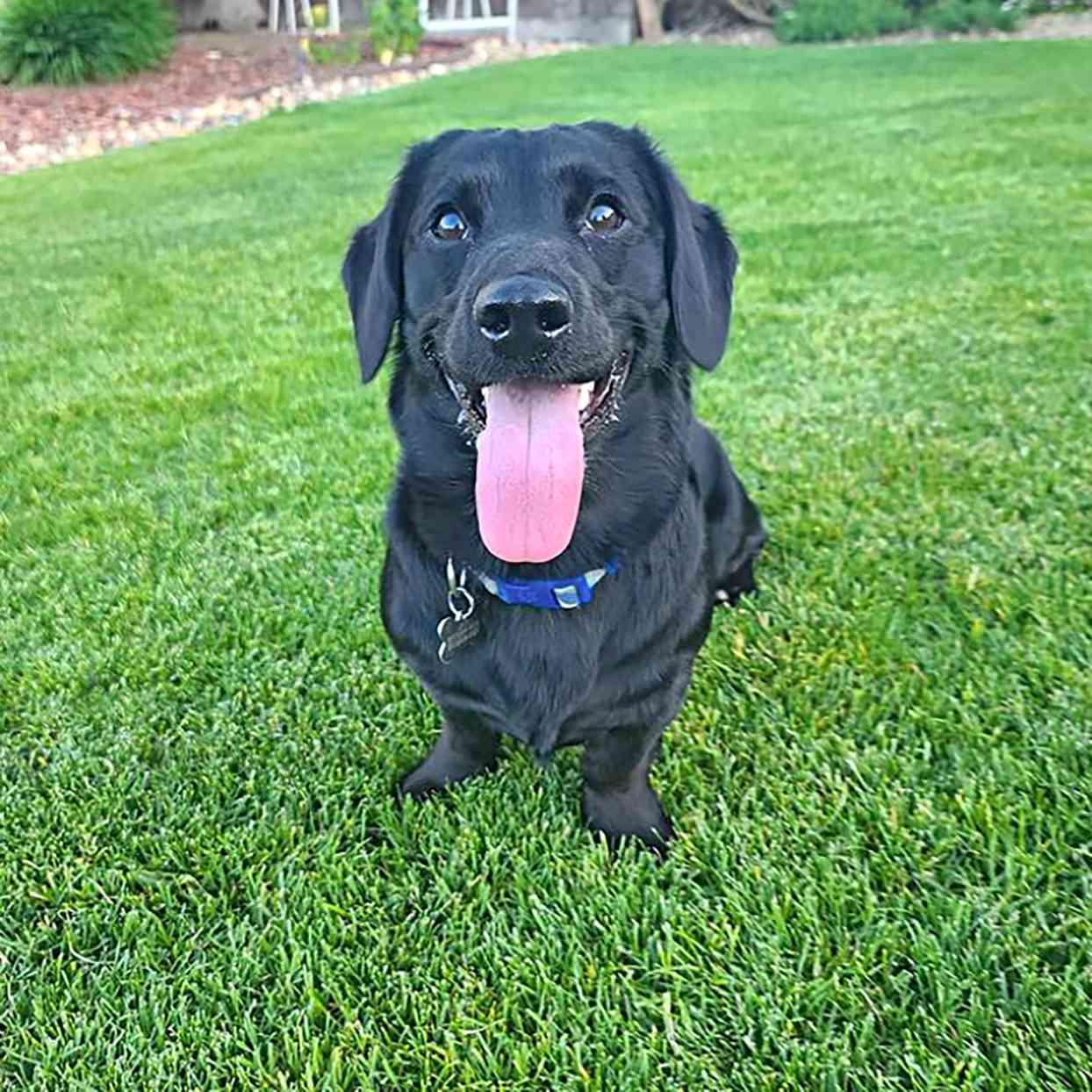 black labrador retriever dachshund mix standing in grass with his tongue out
