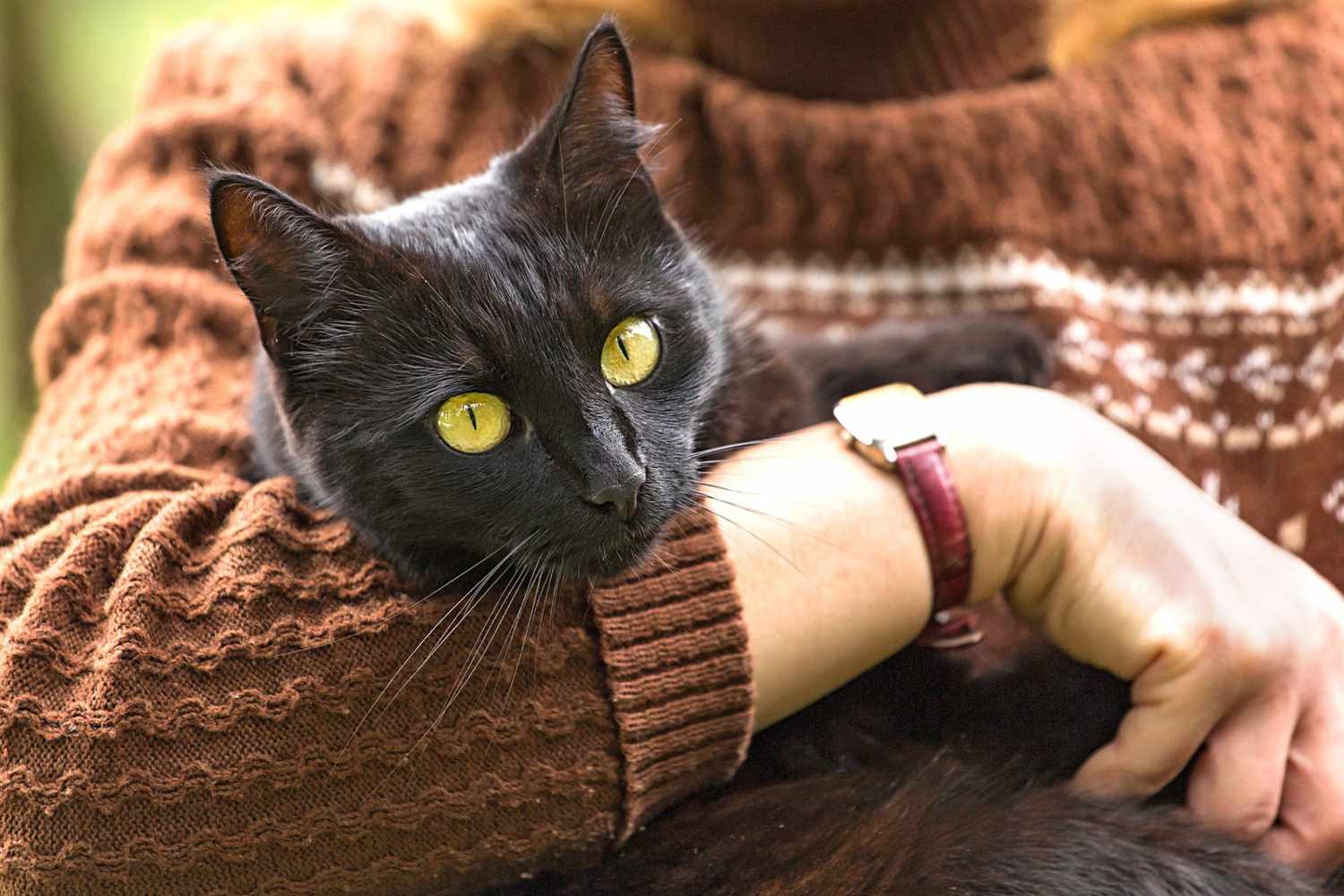 cat owner wearing a brown sweater holding her bombay cat