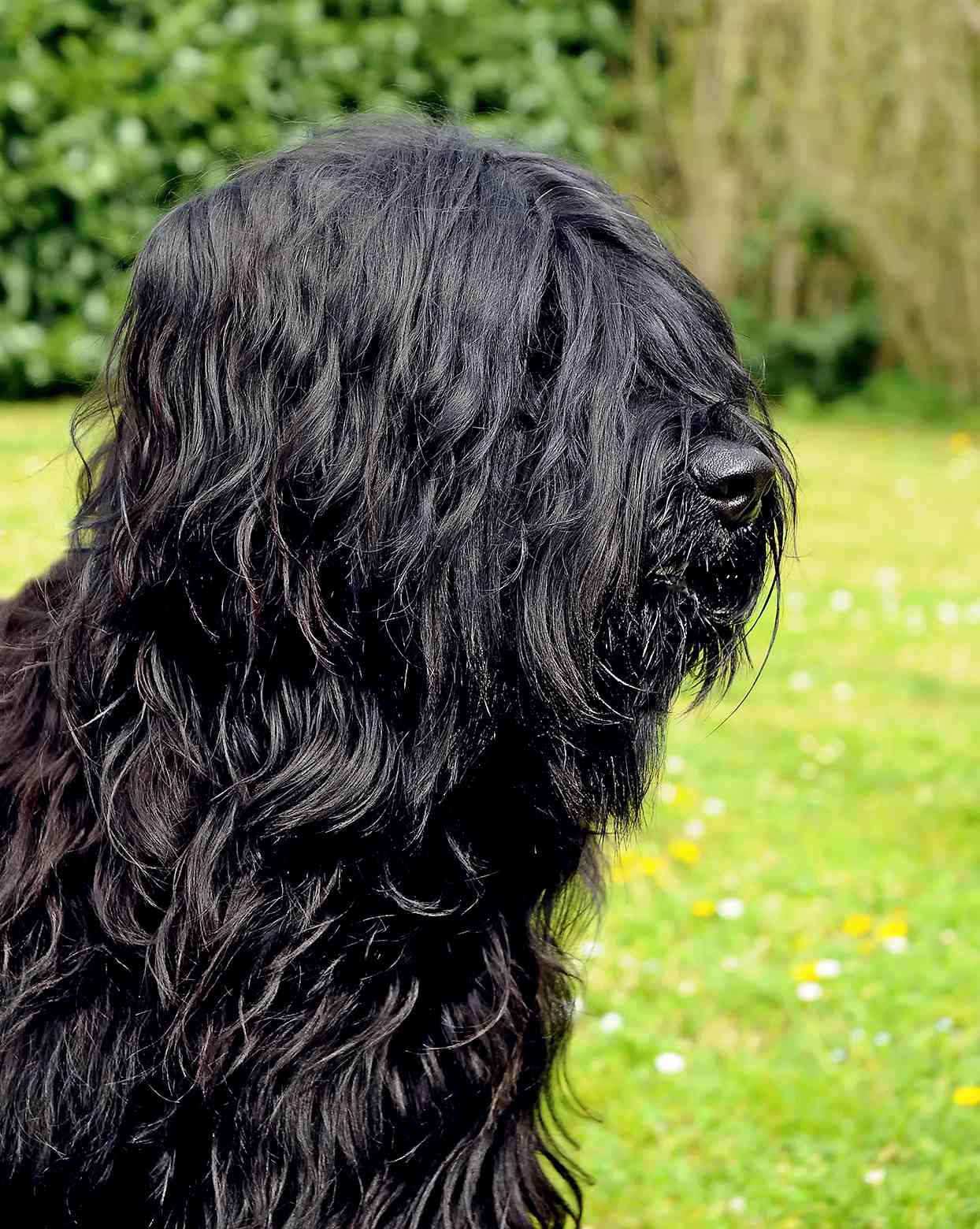 black biard dog with long hair covering his eyes