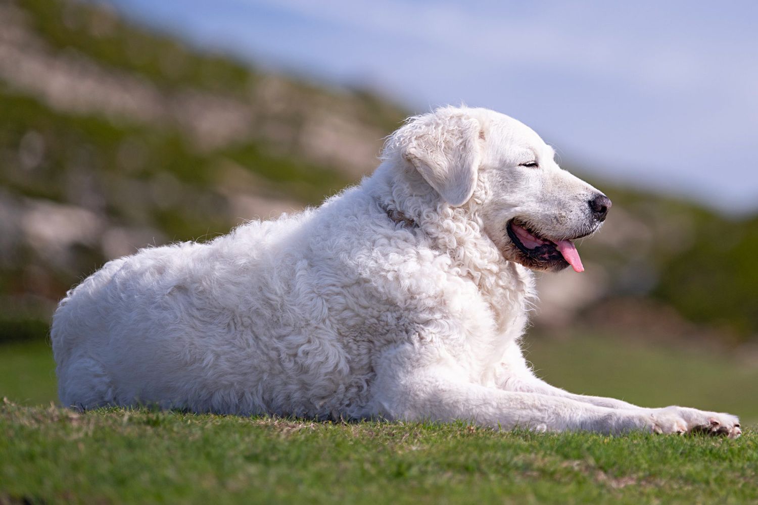 kuvasz dog lying down in the grass with his tongue out